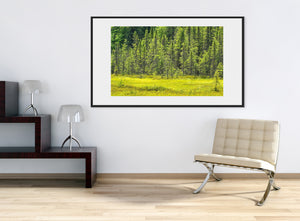 Warm sunlight illuminates grasses and fresh foliage at a forest edge.