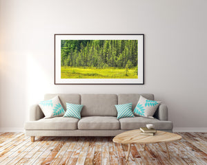 Vivid green woodland landscape with sunlit grass and dark forest depth.