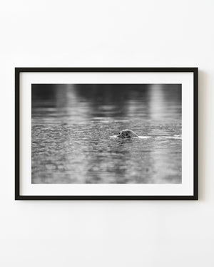 Seal swimming with its head above calm British Columbia water in black and white.