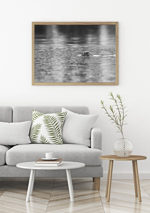 Swimming seal leaves a small wake across softly reflected water.