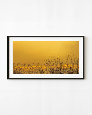 Tall grass silhouettes against a glowing golden sky.