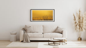 Delicate grass stalks rise into an open amber sky.
