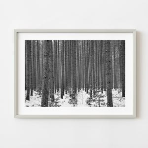 Haliburton Winter Forest Trunks Black and White Photography