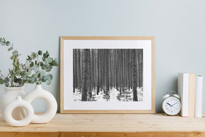 Haliburton Winter Forest Trunks Black and White Photography