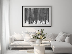 Haliburton Winter Forest Trunks Black and White Photography