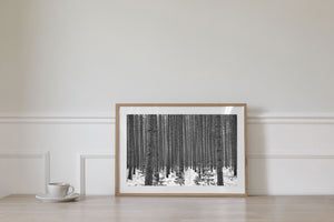 Haliburton Winter Forest Trunks Black and White Photography