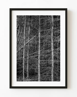 Dense tree trunks and tangled fine branches in Haliburton Forest, photographed in black and white.