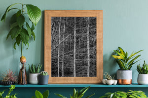 Vertical forest study with textured bark, thin twigs and layered dark branches.