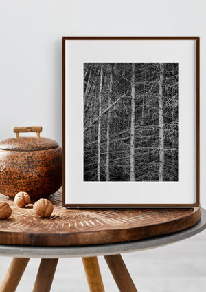 Haliburton Forest trees create a dense monochrome pattern of upright and crossing lines.