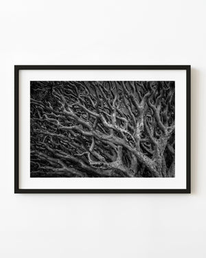Tangled twisting tree branches fill a black and white abstract nature photograph.