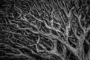 Rami fitti della foresta in bianco e nero