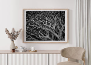 Caos dei rami degli alberi Fine Art foto