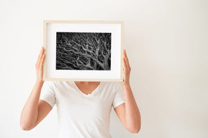 Fotografia di modelli di rami di alberi nudi