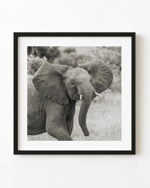 Tanzania elephant with spread ears, small tusks and a lowered trunk in black and white.