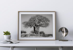 Ancient baobab tree rising above horizon in Serengeti plain