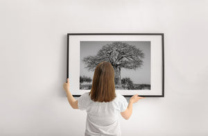 Wide trunk baobab tree with branching canopy in African landscape