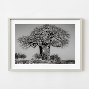 Black and white baobab tree standing on grassy mound in Serengeti Tanzania