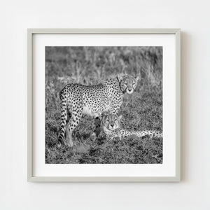 Black and white photo of two cheetahs resting in Serengeti grasslands