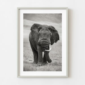 black and white portrait of old elephant with one tusk Tanzania