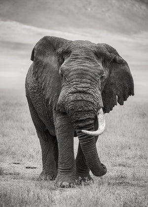 elderly bull elephant walking in Serengeti grassland monochrome