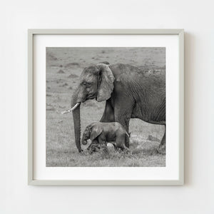 Mother elephant walking with calf in Serengeti grassland black and white
