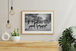 serengeti wildlife scene giraffe and zebras black and white photo