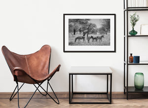 zebras grazing under trees with giraffe standing tall black and white