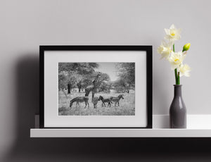 serengeti plains animals giraffe and zebras natural habitat monochrome