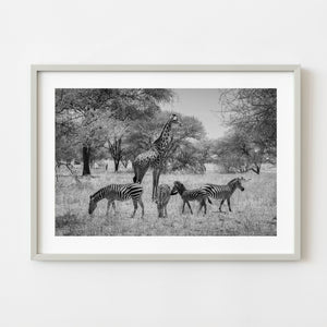 giraffe standing among zebras serengeti black and white
