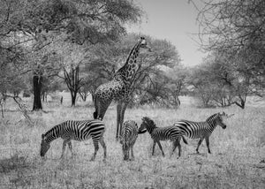 zebra herd grazing with giraffe in african savanna monochrome