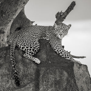 Serengeti leopard wildlife portrait in monochrome