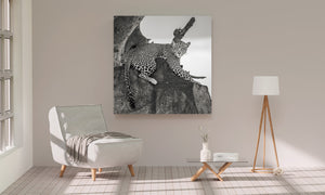 Wild leopard resting pose Tanzania black and white photo