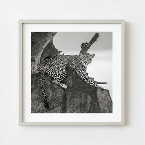 Leopard resting on rock in Serengeti black and white