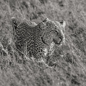 African leopard stalking in Serengeti National Park
