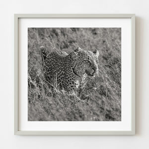 Black-and-white leopard moving through tall grass