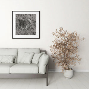 Leopard surrounded by tall stems in monochrome photograph