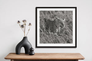 Square black-and-white photograph of Serengeti leopard