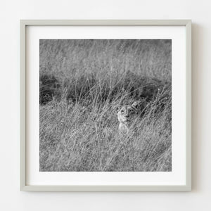 Lioness partially hidden in tall grass Serengeti black and white