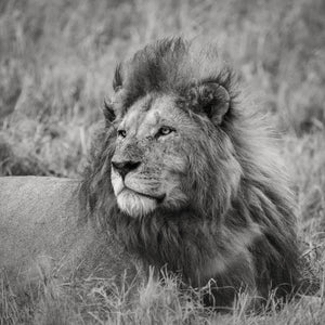 Monochrome portrait of Serengeti lion