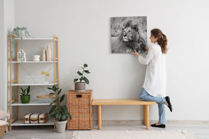 Wildlife photograph of lion lying down