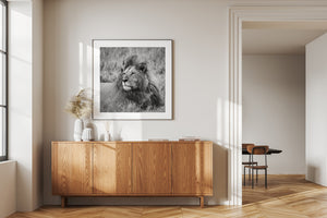 Calm male lion with textured mane