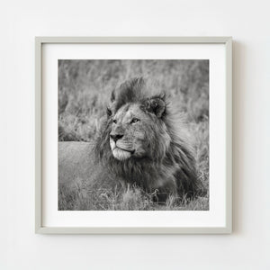 Male lion resting in Serengeti grass