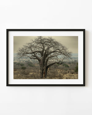 Leafless baobab tree above dry grass in Tarangire, Tanzania, beneath a muted cloudy sky.