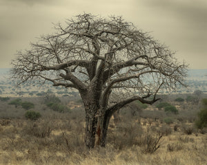 Broad baobab branches spread over golden savanna grass in Tanzania.