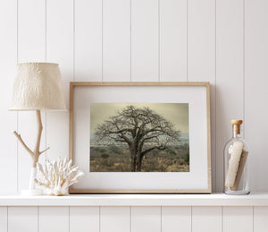 Colour photograph of a spreading baobab in dry Tanzanian grassland.