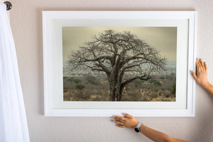 Thick baobab branches form a wide crown above dry grass and scattered woodland.