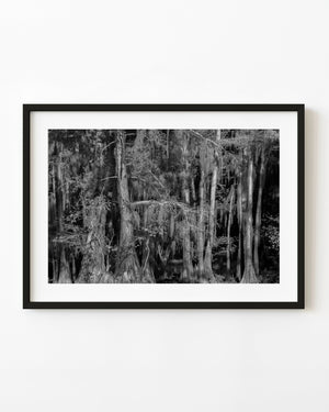Texas cypress trees draped in Spanish moss beside dark water in black and white.