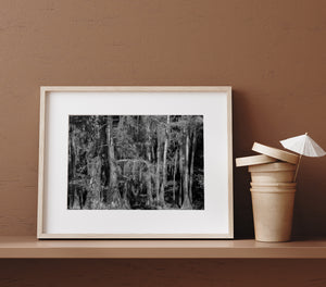 Pale cypress bark contrasts with deep woodland shadows along the water.