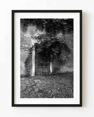 Weathered wooden door partly hidden by vines on an old Venice wall in black and white.