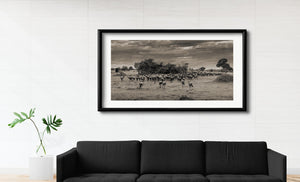 African savannah migration in monochrome